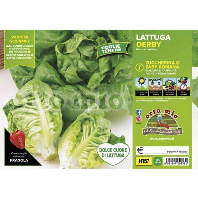 Lattuga Baby Romana Derby H157