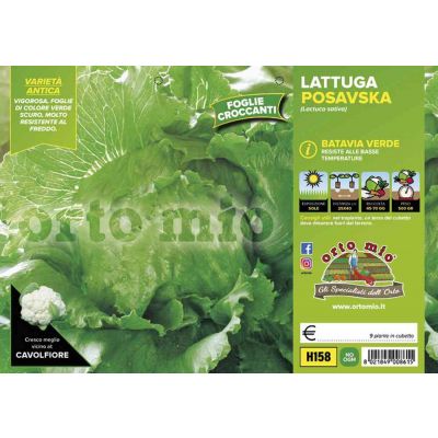 Lattuga Batavia Posavka Verde H158