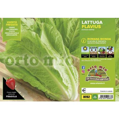 Lattuga Romana Bionda Flavius H192