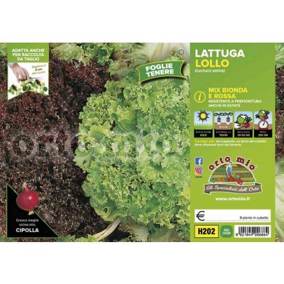 Lattuga Lollo Mix Bionda Rossa Locarno Concorde H202