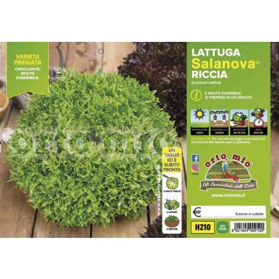 Lattuga Salanova Riccia Haflex H210