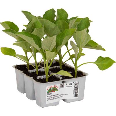 Melanzana Piccola Genovese