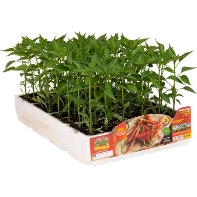 Peperoncino cayenna picc lungo