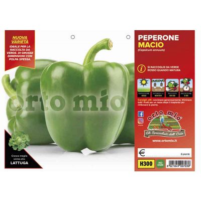 Peperone Verde H300