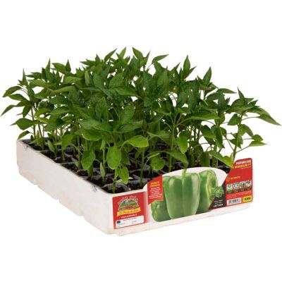Peperone Verde