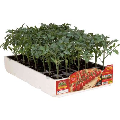 Pomodoro Datterino Tutto Rosso