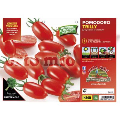 Pomodoro Datterino Trilly H30B