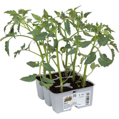 Pomodoro Datterino Trilly