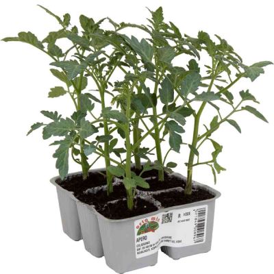 Pomodoro Ciliegino Dolcissimo Apero
