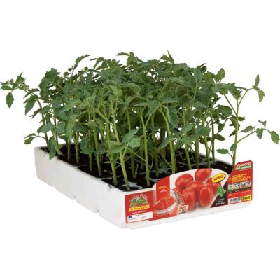 Pomodoro Da Salsa Rio Grande