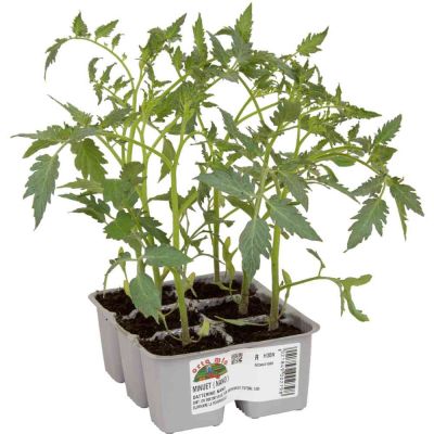 Pomodoro Datterino Nano Minuet