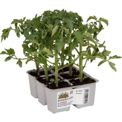 Pomodoro Regina Pizzutello