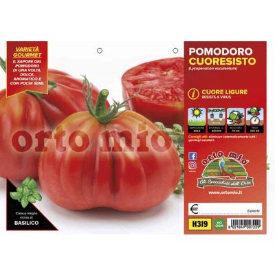 Pomodoro Cuore Ligure Cuoresisto H319