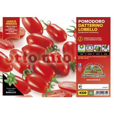 Pomodoro Datterino Lobello H320