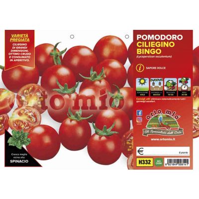 Pomodoro Ciliegino Bingo H332