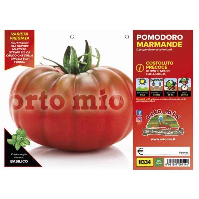 Pomodoro Costoluto Marmande H334