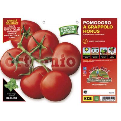 Pomodoro Tondo Grappolo Horus H338