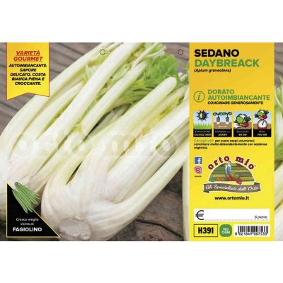 Sedano Dorato Daybreak H391