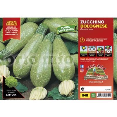 Zucchino Bolognese Shorouk H411