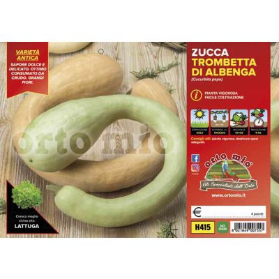 Zucca Trombetta Di Albenga H415