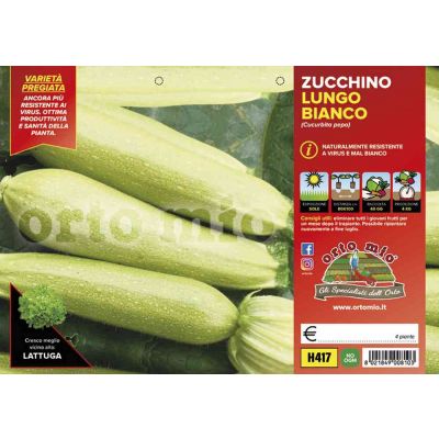 Zucchino Bianco Lungo Otto H417