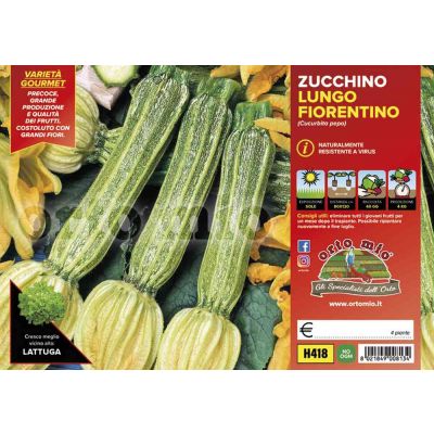Zucchino Lungo Fiorentino Tirreno H418