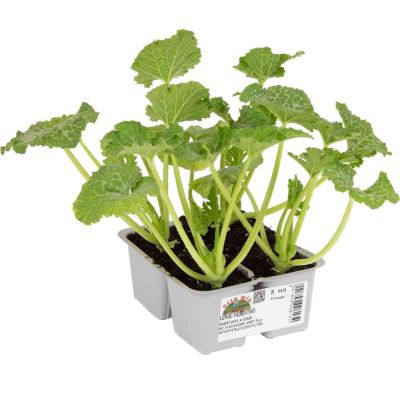Zucchino Lungo Fiorentino Tirreno