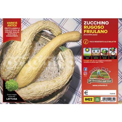 Zucchino Rugoso Friulano H422