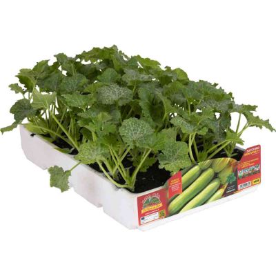Zucchino chiaro genovese 