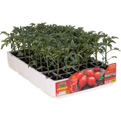 Pomodoro piennolo vesuviano