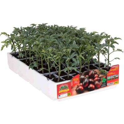 Pomodoro datterino nero