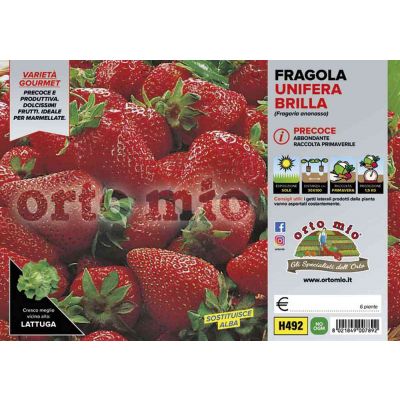 Fragola Brilla Ex Alba H492