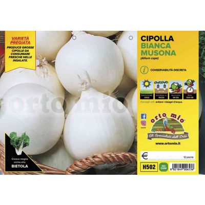 Cipolle Bianca Tonda Musona H502