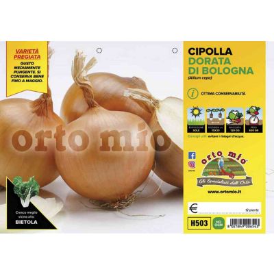 Cipolle Dorata Di Bologna H503