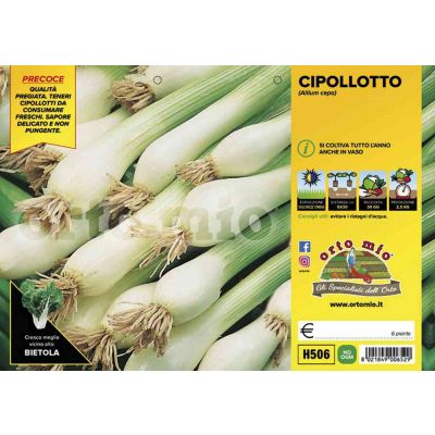 Cipolle Cipollotto H506