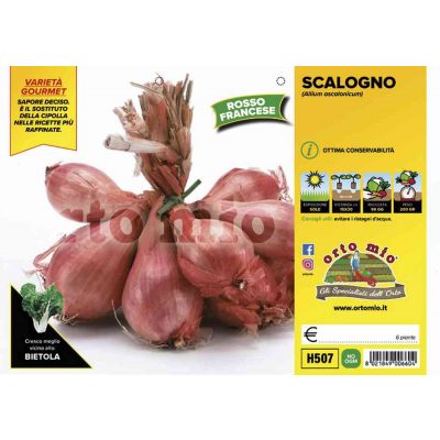 Scalogno Rosso Francese H507