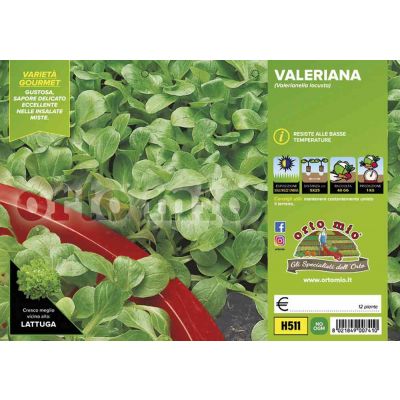 Valeriana Valeriana Trophy H511