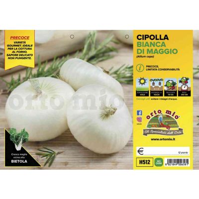 Cipolle Bianca Piatta Maggio H512