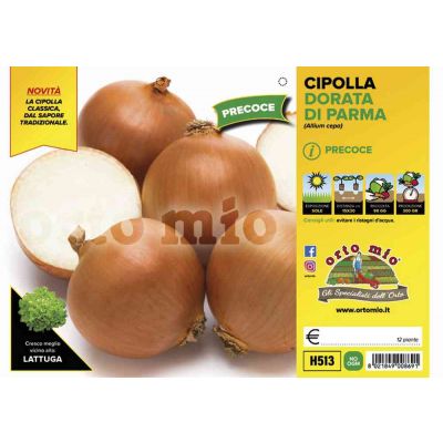 Cipolle Dorata Di Parma H513
