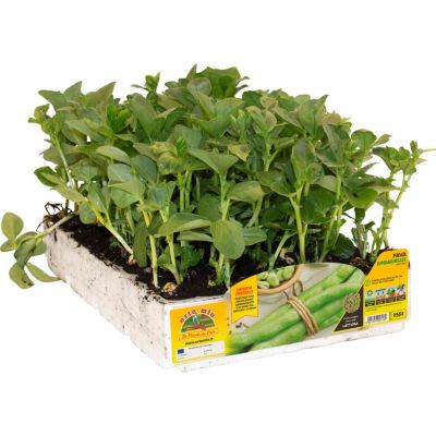 Fava Superaguadulceá