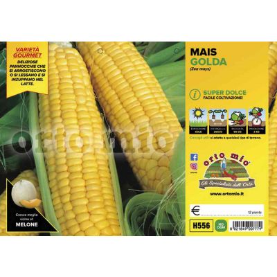Mais Super Dolce Golda H556