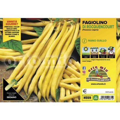 Fagiolino Nano Giallomajor H559