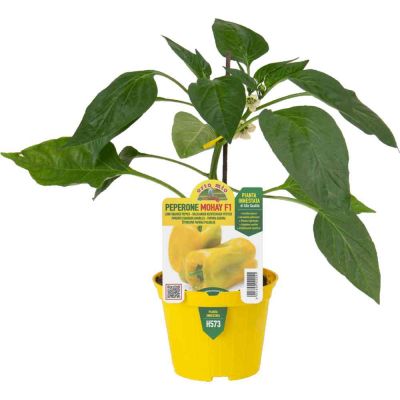 Peperone Innestato Giallo Mohai in vaso 10