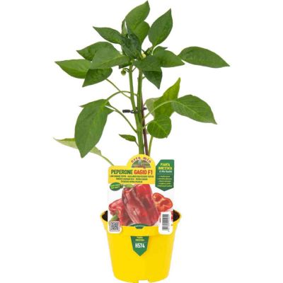 Peperone Innestato Rosso Macio in vaso 10