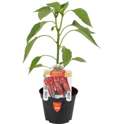 Peperone Corno Rosso Alceste in vaso 10