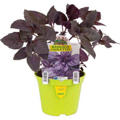 Basilico Violetto Red Rubin in vaso 10