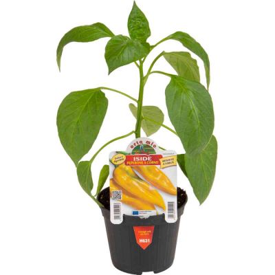 Peperone Corno Giallo Iside in vaso 10