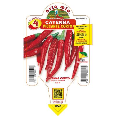 Peperoncini Corto Di Cayenna in vaso 10 H640