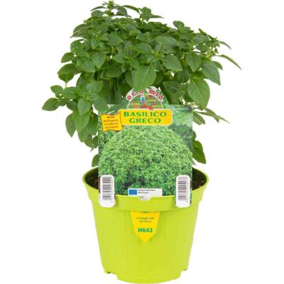 Basilico Greco A Palla in vaso 10