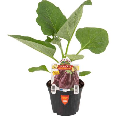 Melanzana Striata Leire in vaso 10
